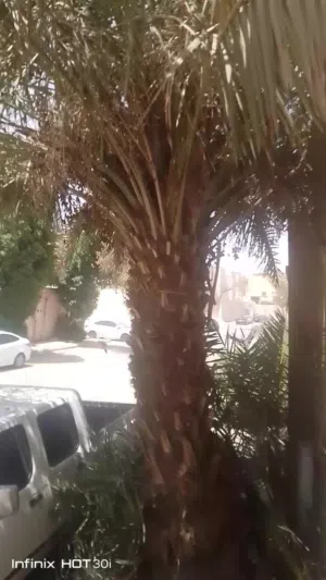 نخله من النوع سلج الطول من 5 م الى 6 م للبيع