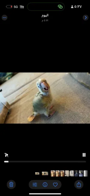 للبيع كنيور سينمون ياكل بروحه تره جاهز حق التدريب مدرب ايي ينسدح ويلعب بل ألعاب معاك عمره شهرين وشوي