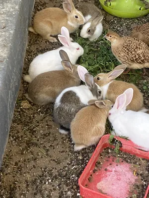 Rabbits3