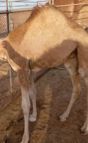 جعدان سمان و نظاف  للبيع