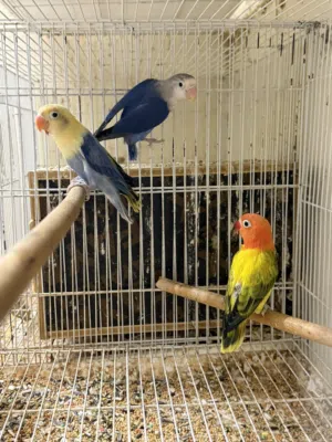 3فروخ فيشر طفرات العمر م بين 4 إلى 5 شهور الوصف مهم