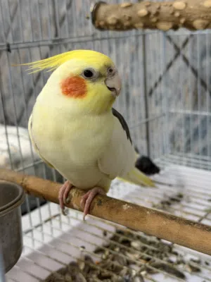 For sale cockteil للبيع كوكتيل