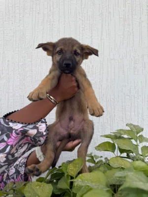 Puppies adoption Dubai