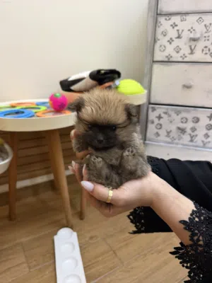 Pure Pomeranian