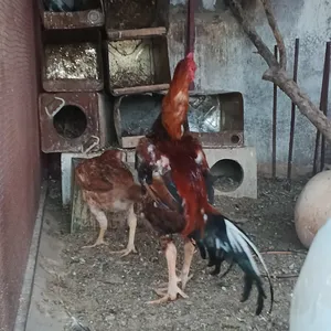 ‏دجاج‏1
