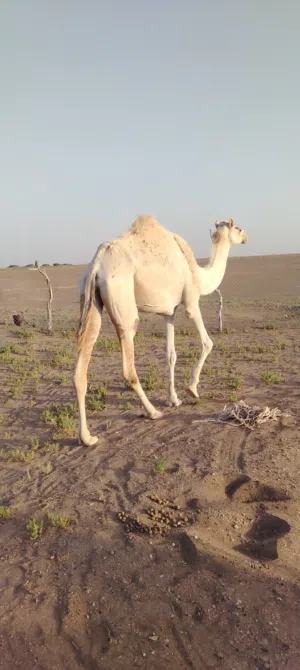 ناقه للبيع حايل سمين