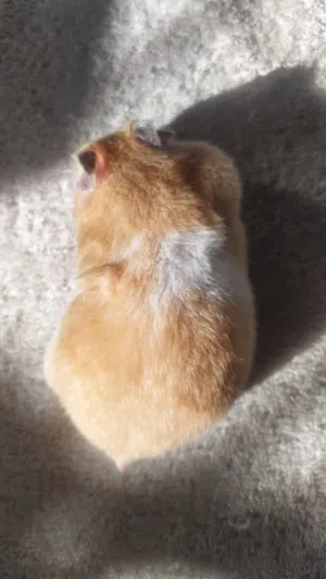 هامستر هامستر