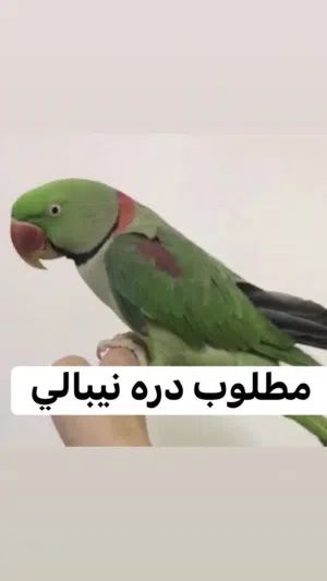 مطلوب درر اليفه هندي لو نيبالي