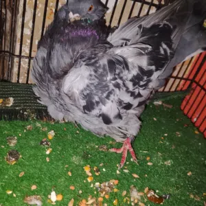 متاح نثيه كشكيه منكاره شوي اعوج نثيه بزاره وصاحيه شرط الصحه