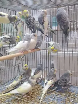 متاح طيور حب شكري برصاص البيع