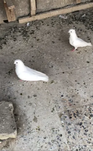 حمام ارافل ودشش