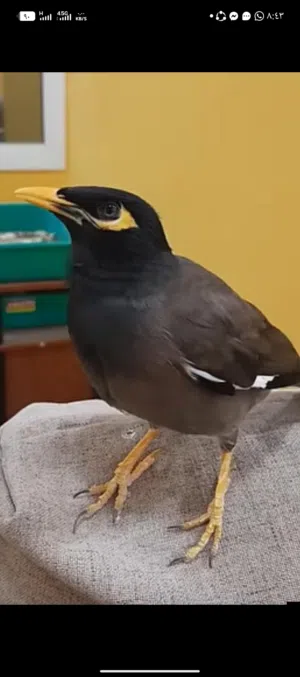 طائر المينا للبيع