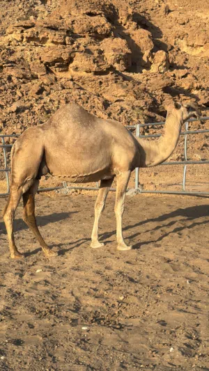 ناقه وضحأ حايل