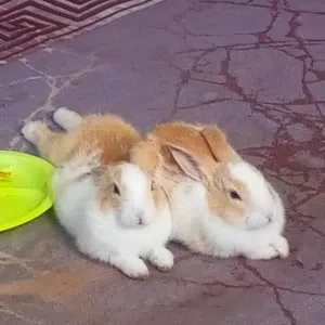 ارانب للبيع ذكر وأنثى