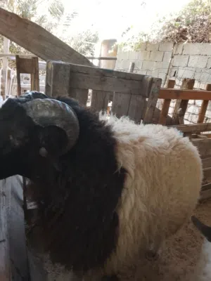 زوز خرفان ربي باراك