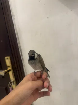 للبيع بلابل حجم جامبوربوه