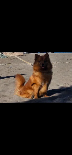 كلب للتزاوج