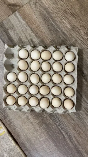 للبيع بيض عماني مخصب بريالين وثمان ميه 28 حبه الوصف مهم جدا