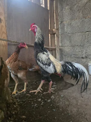 للبيع ديك وثلاث دجاج باكستاني