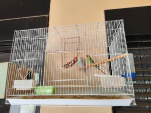 طيور بادجي للبيع