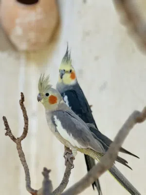 كوبيه ربي يبارك
