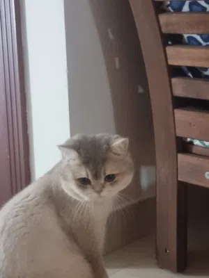 ذكر British Ay12 للتزاوج