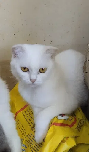 Pure Scottish fold .. فرصة لن تتكرر ،سكوتش فولد للبيع لغرض السفر