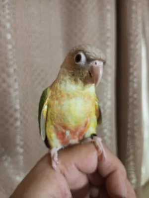 Birds0