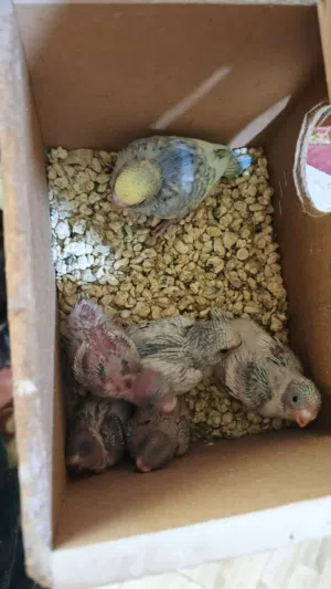 طيور الحب القلب