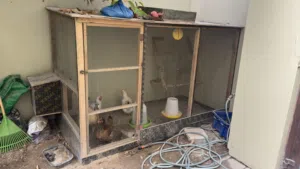 للبيع قفص دجاج متوسط و بسيط و ثلاث دجاجات و ديك بنتام و براهاما و خليط بياض