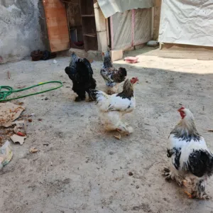 دجاج براهمه