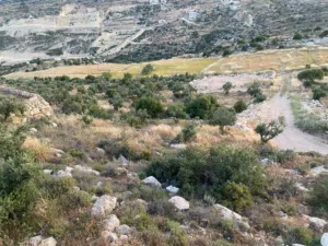 ارض للبع في تفوح - سطاس 700م او قديش بدك المتر مربع 125 دينار