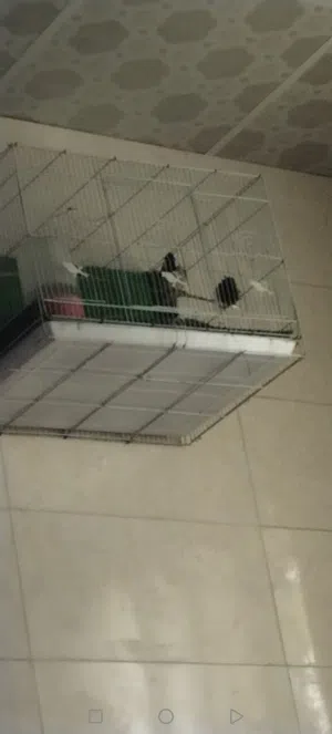 بلبل وحشي مال بصره  وبيه مجال بصيط