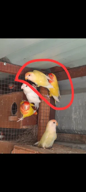 بسعر مغري جوز روز شغال أهالي فراخ تحته بيض