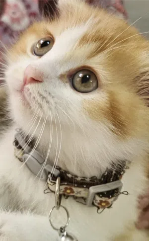 Cute scottish kitten 2 months old