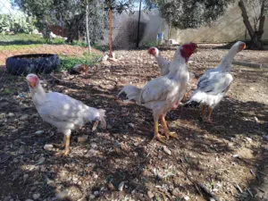 دجاج فارسي نخب