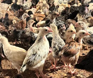 دجاج للبيع العمر شهر و 3 اسابيع