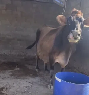 للبيع ابقار جيرسي بيور ( أصل ) باقي فقط بقرتين