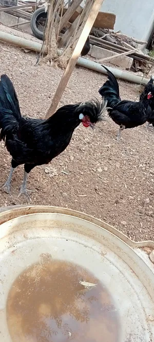 Chickens4