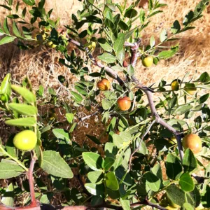 شجرة عناب للبيع
