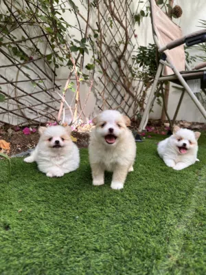 Pomeranian puppy’s very cute and active amazing colors super mini puppy