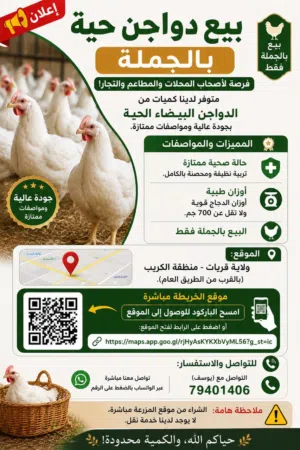 دواجن عمانية بيضاء
