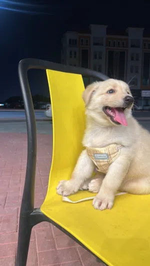 Golden retriever puppy