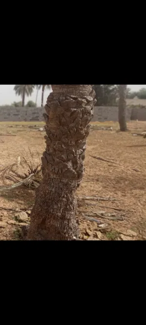 ارض 288 في جلالطه