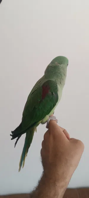 السلام عليكم ببغاء نيبالي الامريكي