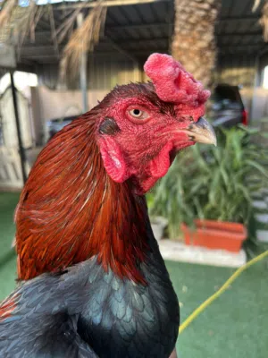 ديك باكستاني حار