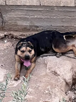 ذكر بيتبول تراي كلر  وفي طفرات ميرلي من العيار الثقيل