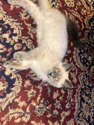 بس همالاي ااا