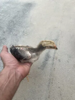 Fighter chick