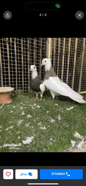 حمام مطوق إيراني